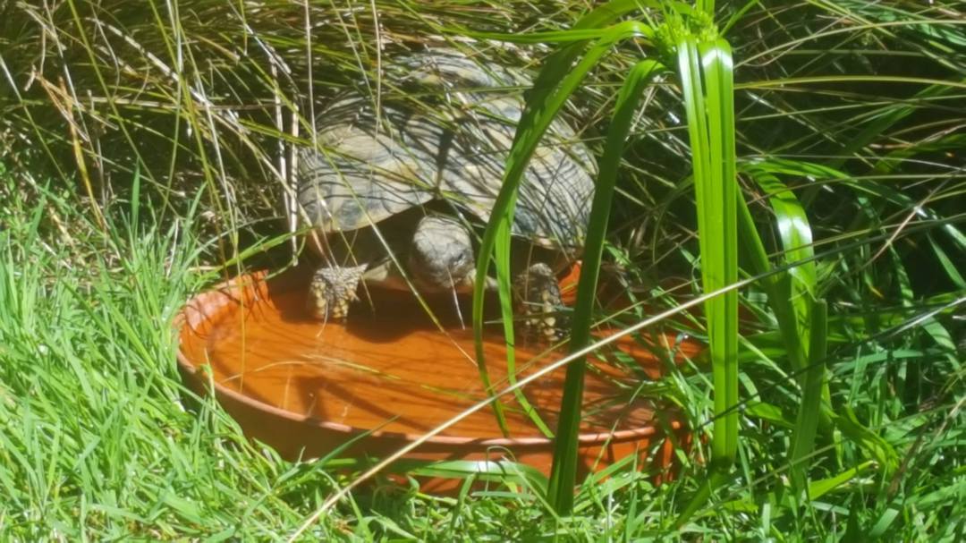 Hermans Tortoise - -AVAILABILITY ON APPLICATION image 5
